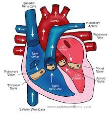 diagram of the circulatory system for kids medical anatomy