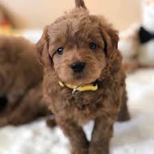 Maybe you would like to learn more about one of these? Precious Doodle Dogs Goldendoodles Cavapoos Teacup Poodles Teacup Goldendoodles Teacup Cavapoos Puppies Precious Doodle Dogs Teacup Goldendoodles Labradoodle Puppies Teacup Doodle Dogs
