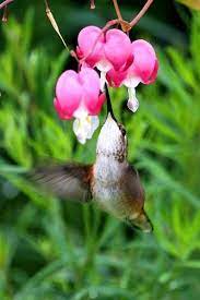 Bleeding Heart The First Plant I Nurtured In My Own Garden Age 4 Bleeding Heart Hummingbird Beautiful Birds