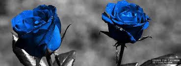 Black And Blue Roses Delivery Blue Roses Facebook Covers Facebook Profile Covers Blue Roses Wallpaper Rose Flower Wallpaper Black Rose Flower