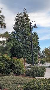 Image result for Lophostemon confertus