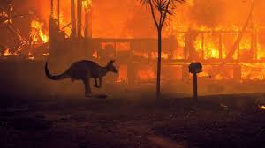 Australia's deadly wildfires have killed at least 17 people since they began in september 2019 and continued into january 2020. More Than 1 Billion Animals Estimated Dead In Australia Wildfires Expert Abc News