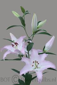 Pin By Sobhi Omer On Flower Lily Calla Lily Flowers Lilium Flower Lily Flower