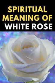 Spiritual Meaning Of White Roses Dream Interpretation White Roses White Roses Meaning Rose Meaning