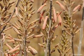 Image result for Aloe cameronii × greatheadii