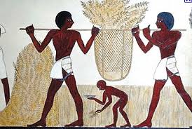 Wheat Farming An Example Of Such A Civilized Nation That Just Crumbled Egypt Ancient Egyptian Artifacts Ancient Egyptian