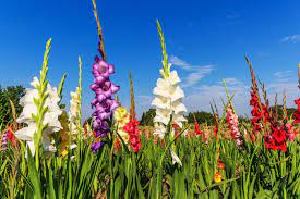 Gladiolus Flower Meaning Flower Meaning