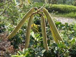 Image result for Tephrosia dasyphylla