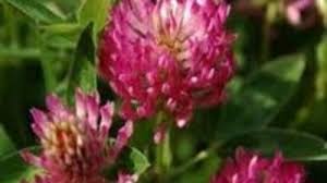 Trifoiul alb are un grad ridicat de variabilitate, cu particularitati morfologice disştincte, in tara noastra sunt prezente trei tipuri de trifoi alb si anume: Trifoiul Rosu Curata Organismul De Toxine Mobile