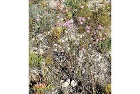 Image result for Senecio milanjianus