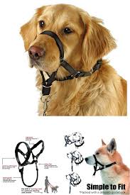 Pin On Dog Collars