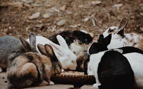 Most rabbits would ignore a salt block. Best Rabbit Food Reviews For Your Bunny Outdoor Life
