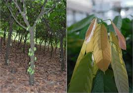 Besides the lack of soil fertilization, the primary biotic stressor limiting the production of cocoa (theobroma cacao l.) in indonesia is pest and disease attacks (pdas). The Physiological Responses Of Cacao To The Environment And The Implications For Climate Change Resilience A Review Springerlink