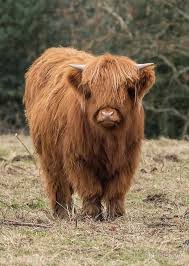 Scottish highland cattle the highland breed is easily one of the most distinctive cattle breeds in the world with their majestic, sweeping horns and long, thick hair coat. Young Scottish Highland Cow Cow Fluffy Cows Scottish Highland Cow