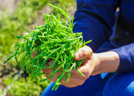 Image result for Salicornia perrieri