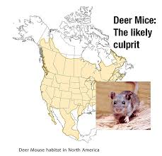 The first group includes sin nombre virus (snv), which causes hantavirus pulmonary syndrome, a severe and sometimes fatal form of acute respiratory distress. Health Officials Report First Douglas Hantavirus Case Serving Minden Gardnerville And Carson Valley