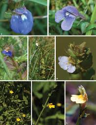 Image result for Agelanthus patelii