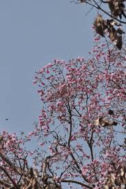 Image result for Stereospermum kunthianum