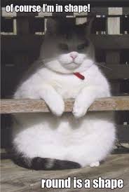 Trendy Fitness Food Recipes Clean Eating Meal Prep Ideas Funny Cat Memes Funny Animals Funny Cats
