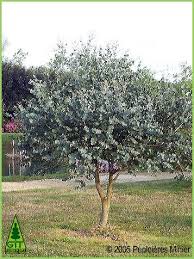In late summer attractive clusters of white flowers appear on established trees, this is a great plant to bring a splash of colour into the garden. Size Control Operations In Garden Eucalyptus Sculpting Eucalyptus Gunnii Ii Dwarf Trees For Landscaping Garden Shrubs Trees For Front Yard