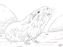 Die kleinen nimmersatte nehmen so etwa bis zu hundert kleine mahlzeiten zu sich. Meerschweinchen Bilder Zum Ausmalen Kostenlos Novocom Top