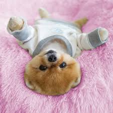 Download and use 90,000+ cute dogs stock photos for free. Jiffpom Auf Instagram Cute Baby Dogs Cute Wild Animals Cute Baby Puppies