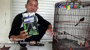 Voer ini memiliki bentuk panjang dengan ukuran yang tidak terlalu besar sehingga mudah ditelan oleh burung. Rutin Konsumsi Voer Premium Nanjung 105 Murai Batu Hantung Pun Rutin Juara Media Ronggolawe