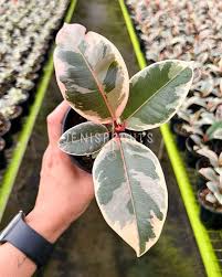 Image result for Ficus elastica