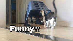 I start with the only lead i have. How To Catch A Cat Homemade Cat Trap Youtube
