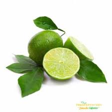 Yüksek verimlidir ve düzenli meyve verir. Bodur Misket Limonu Lime Meyve Fidani Hepsibahcemden