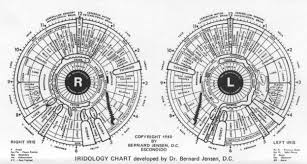 Iridology Chart By Dr Bernard Jensen Amazing Tool Used In