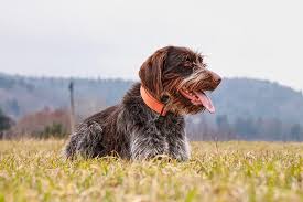 Pudelpointer puppies the pudelpointer is a versatile hunting dog breed from germany. Wirehaired Pointing Griffon Dog Breed Information