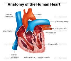 Image result for heart anatomy