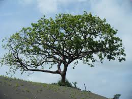 Image result for Burseraceae