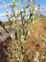 Image result for Neojeffreya