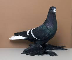 Black And White Pigeon Pictures Website Of The United Swallow Club Pigeon Breeds Pigeon Beautiful Birds