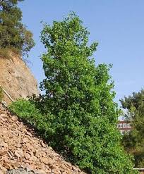 Acer Obtusifolium Syrian Maple Sfendamnos Plants Acer Tree