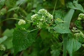 Image result for Mikania cordata