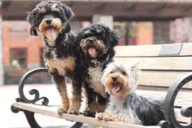 Our affordable cat and dog vaccination clinics offer quality, preventive care to help ensure your pet's health & wellness. Veterinary Medical Center Of Cny