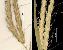 Image result for Andropogon fastigiatus