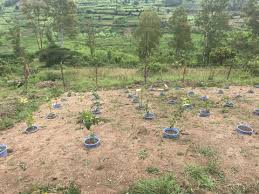 Image result for Harungana montana