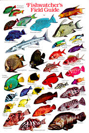 62 Described Coral Reef Fish Chart