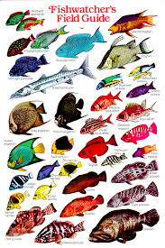 62 described coral reef fish chart