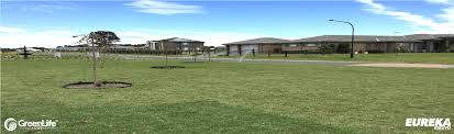 Dethatching your lawn may be needed when the thatch gets too thick. Eureka Kikuyu Green Life Turf Australia S Best Turf