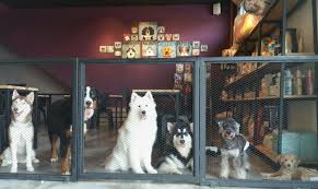 Pet sellers have to go through stringent due diligence to get on board as a seller on mypetslibrary so you don't have to worry about their unknown identity. 5 Pet Cafes In Penang To Chill Out With Dogs And Cats By Your Side Coconuts Travel