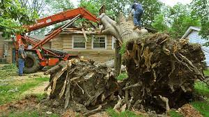 As the biggest plants on the planet, they give us oxygen, store carbon. The Tree Fee Who Pays The Cost Of Tree Removal