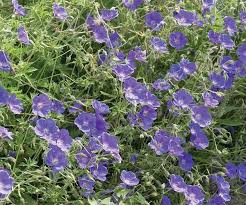 Image result for Geranium bohemicum Orhcid Blue