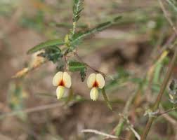 Image result for Aeschynomene glauca
