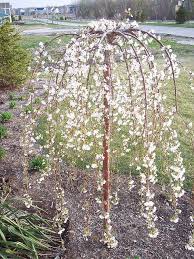 Weeping Cherry Tree Trees For Front Yard Landscaping Trees Garden Trees
