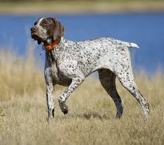 German Shorthaired Pointer Adoption in Ontario: German Shorthaired Pointer  Puppies for Sale in Ontario